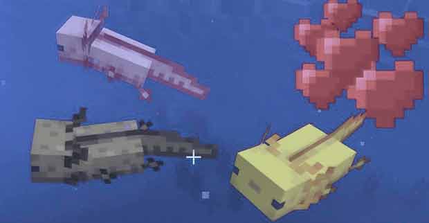 Everything you didn't know about Axolotls in Minecraft